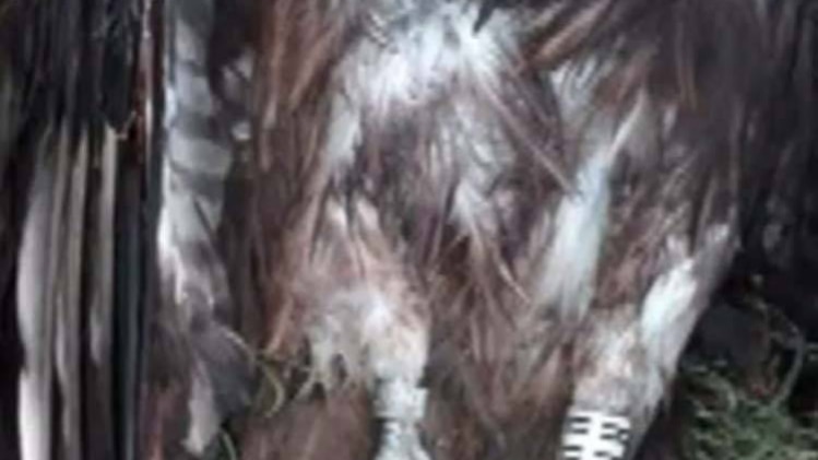 वायरल वीडियोज़