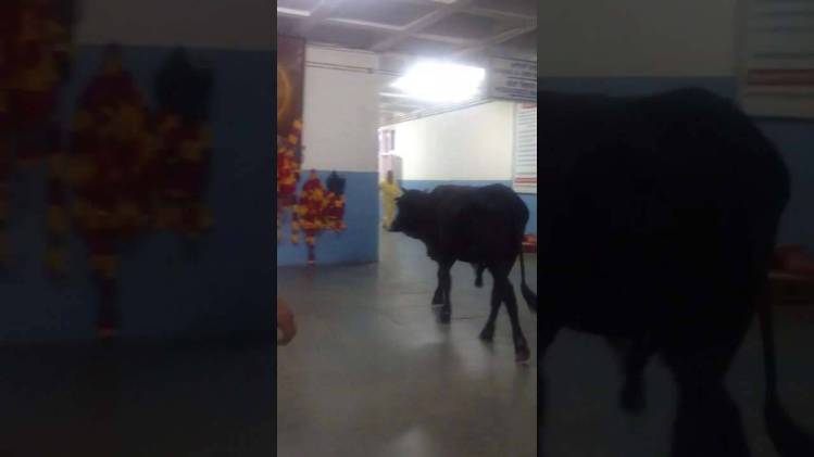 अस्पताल में आवारा जानवर