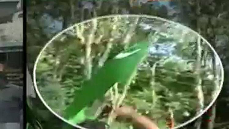 वायरल टेस्ट