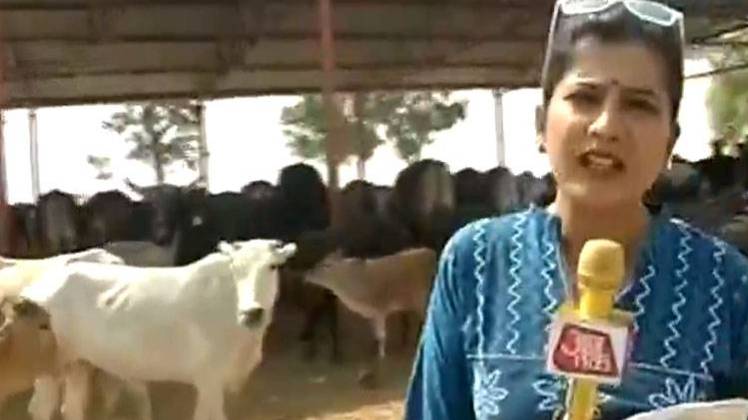 अयोध्या की गौशाला में भी बदहाल हैं गायें