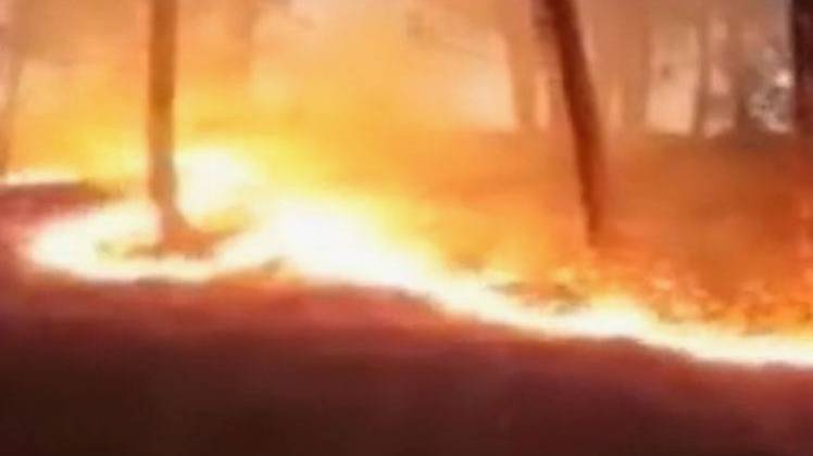 उत्तराखंड के जंगल में लगी भीषण आग, बड़ा इलाका जलकर हुआ खाक