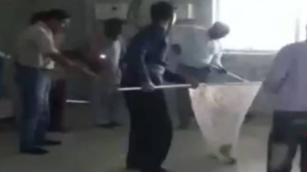 जंगली बिल्लियां