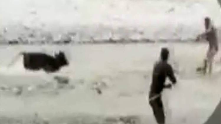 गाय का रेस्क्यू