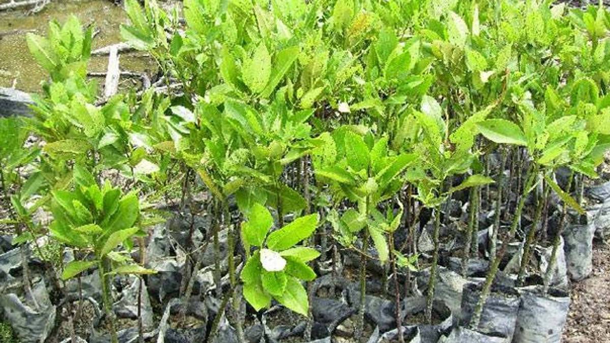 बाड़मेर