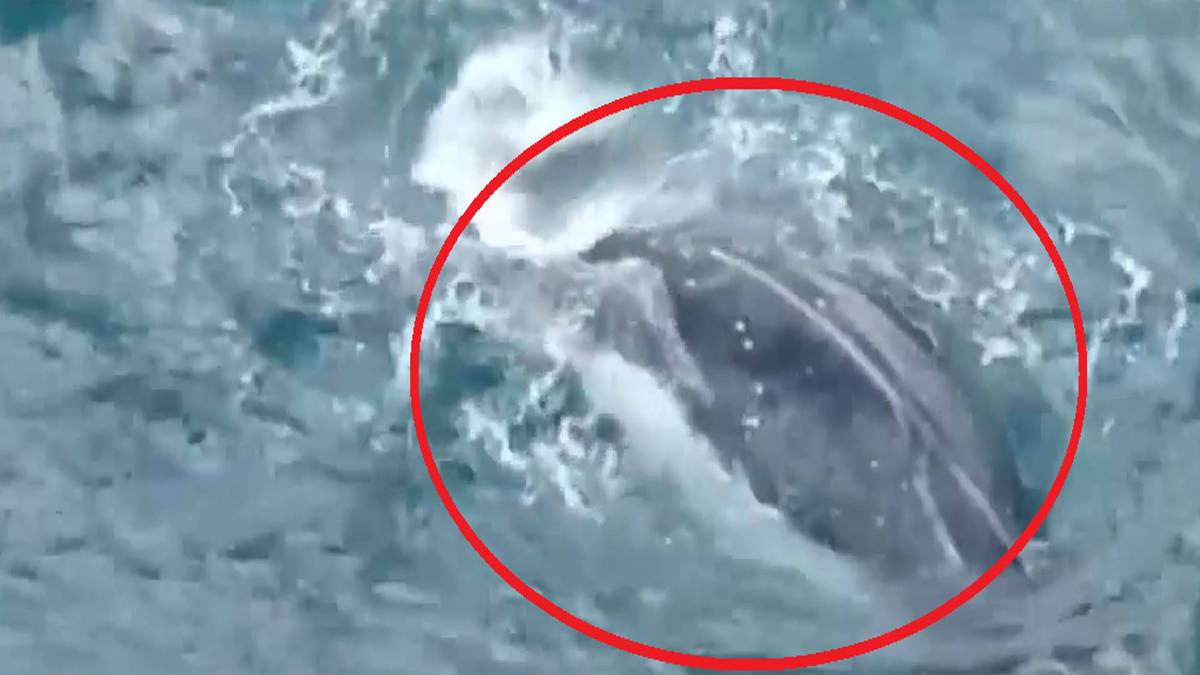 शार्क के जाल में आ फंसी विशालकाय व्हेल