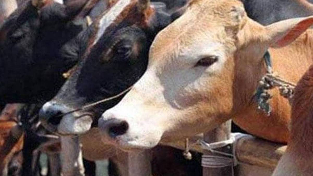 फाइल फोटो