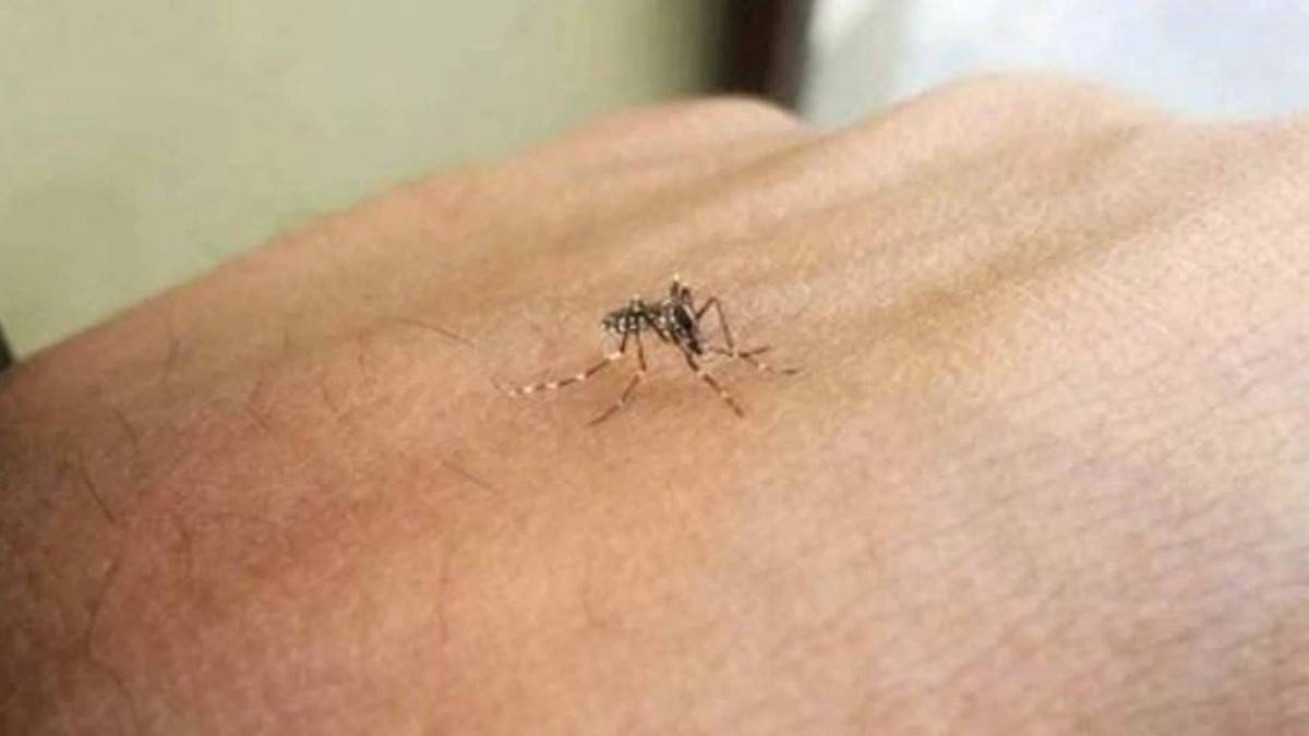 डेंगू मुक्त