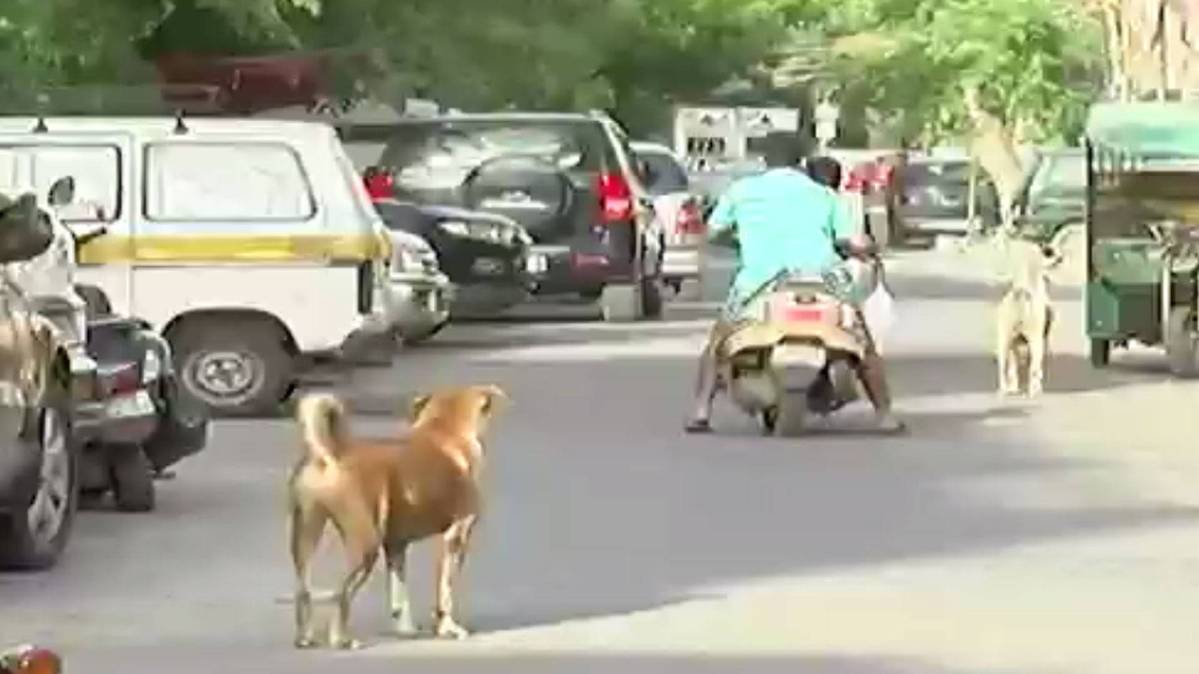 आवारा कुत्तों-बंदरों से परेशान दिल्ली वाले