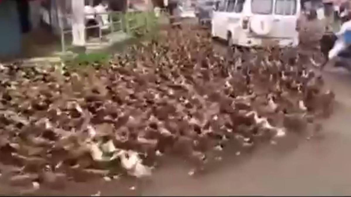 बत्तखों ने झुंड ने लगा दिया जाम