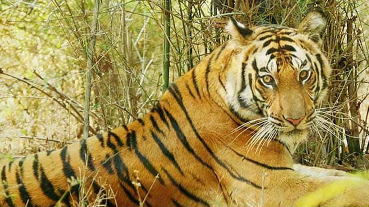 बाघों की संख्या में 741 की बढ़ोत्तरी