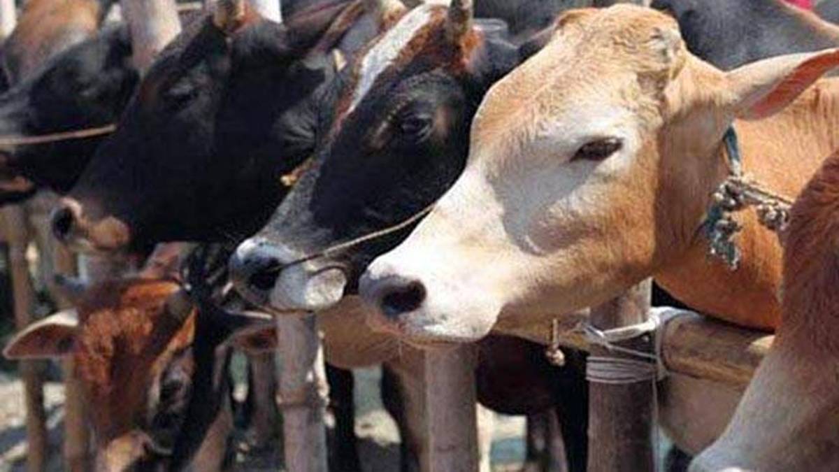 गायों को तस्करी से बचा रही BSF