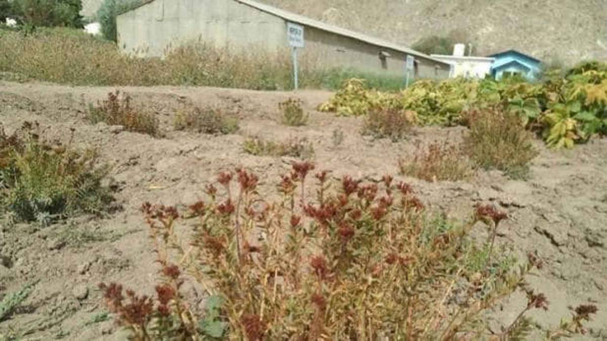 हाई एल्टीट्यूड हर्बल गार्डन, लद्दाख