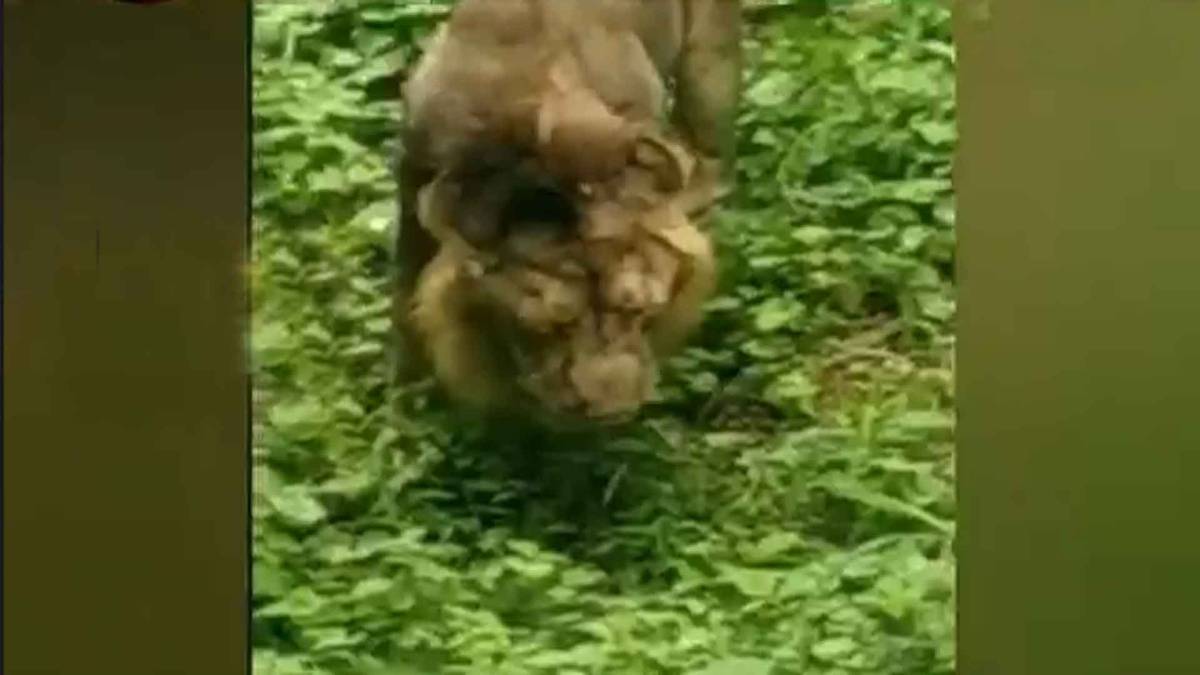 घास खाते हुए शेर