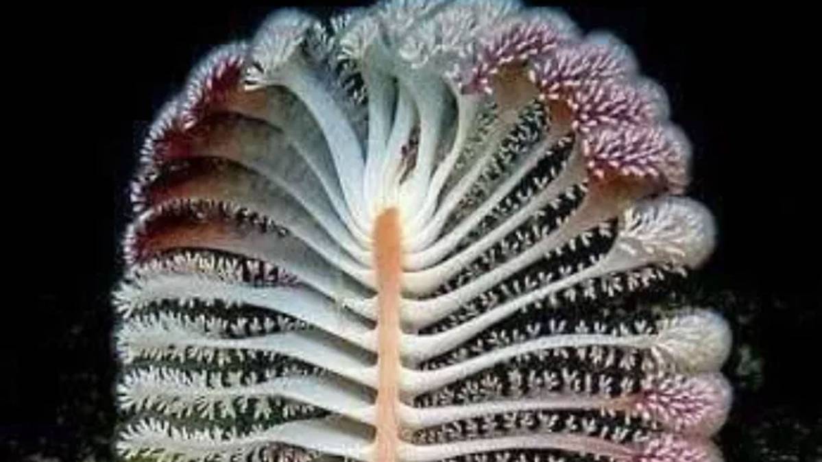 फाइल फोटो