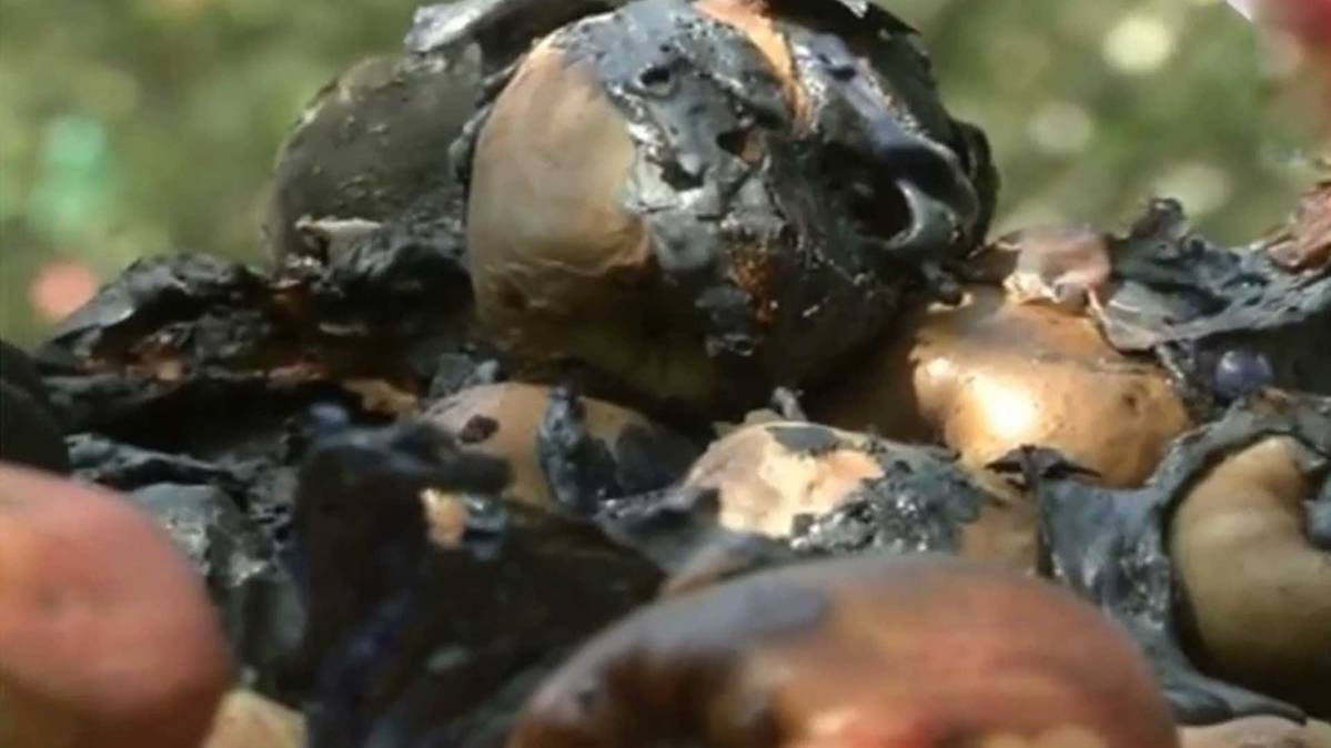 बाग में जले हुए सेब