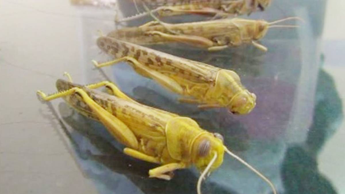 पाकिस्तान से आईं टिड्डियों  का कहर