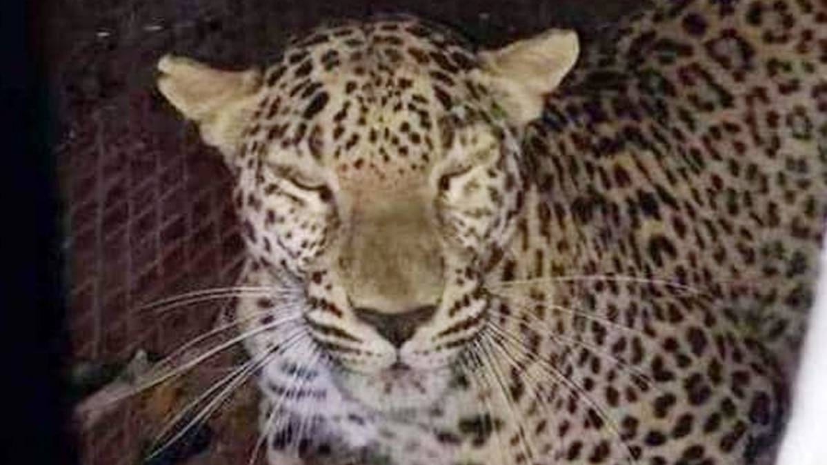 पकड़ा गया तेंदुआ