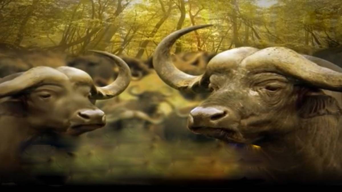 मैं भाग्य हूं