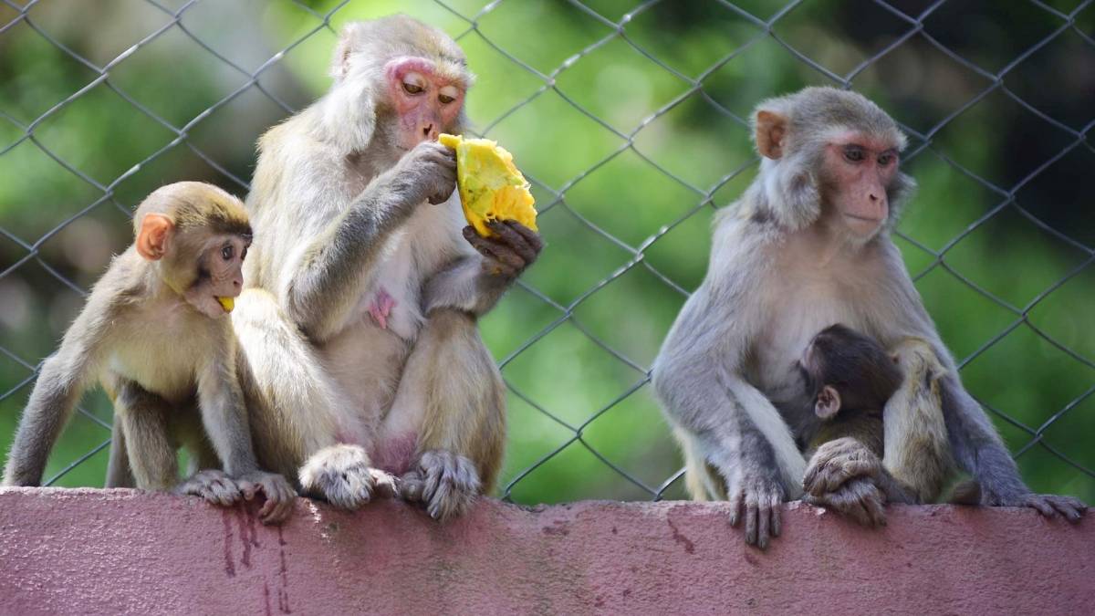 बंदर (फाइल फोटो-IANS)