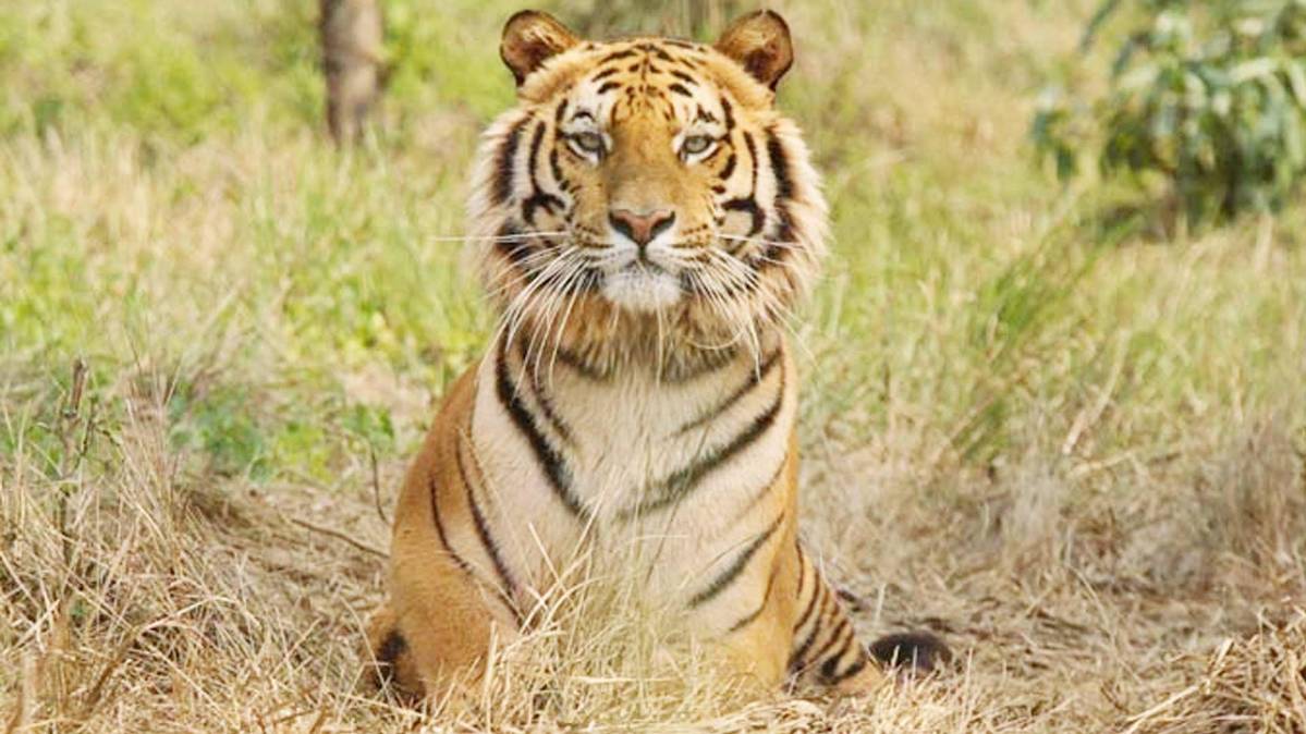 आदमखोर बाघ को पकड़ा