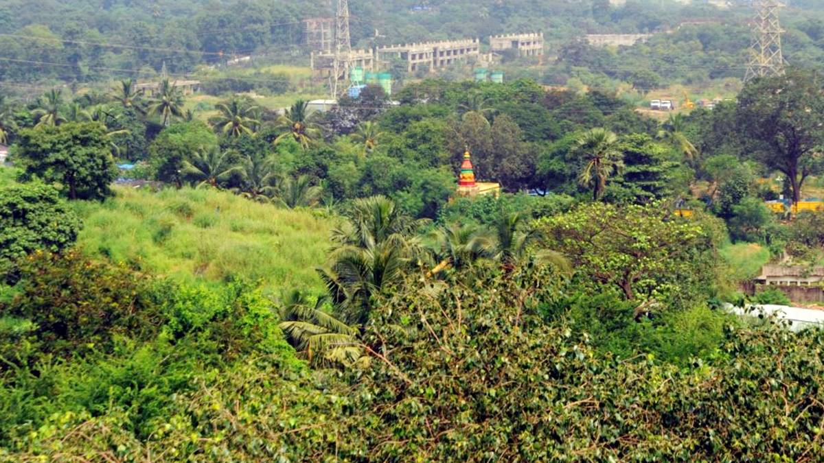 आरे जंगल