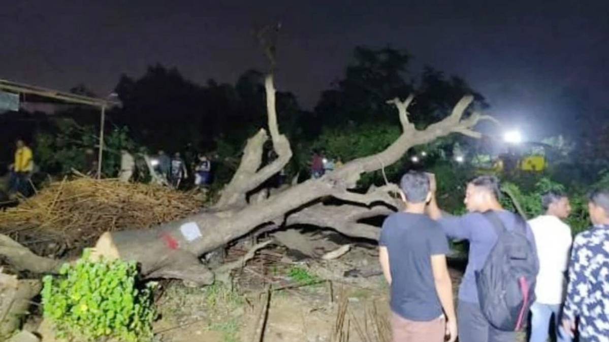 आरे में कटे हुए पेड़