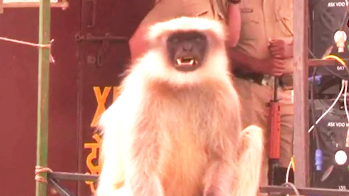 CM योगी की रैली में लंगूर की उछल-कूद