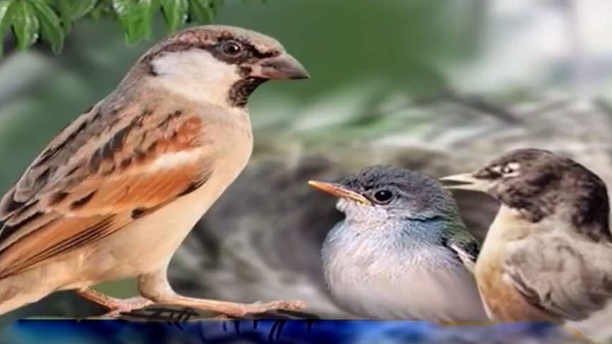 मैं भाग्य हूं