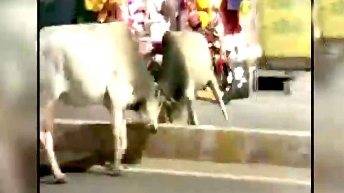 आपस में लड़ते हुए दो सांड