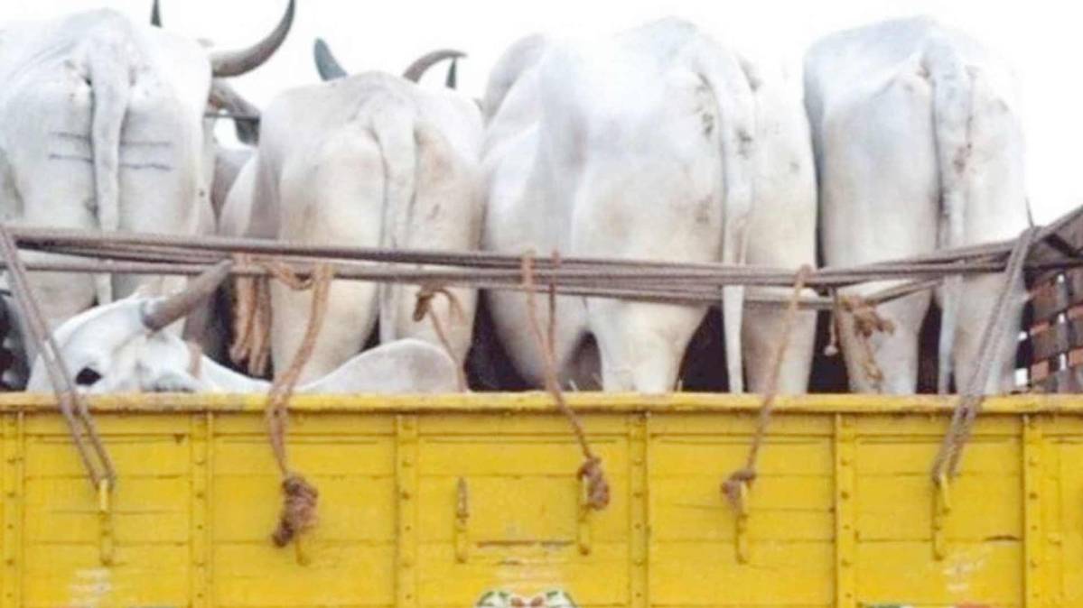 गो तस्कर