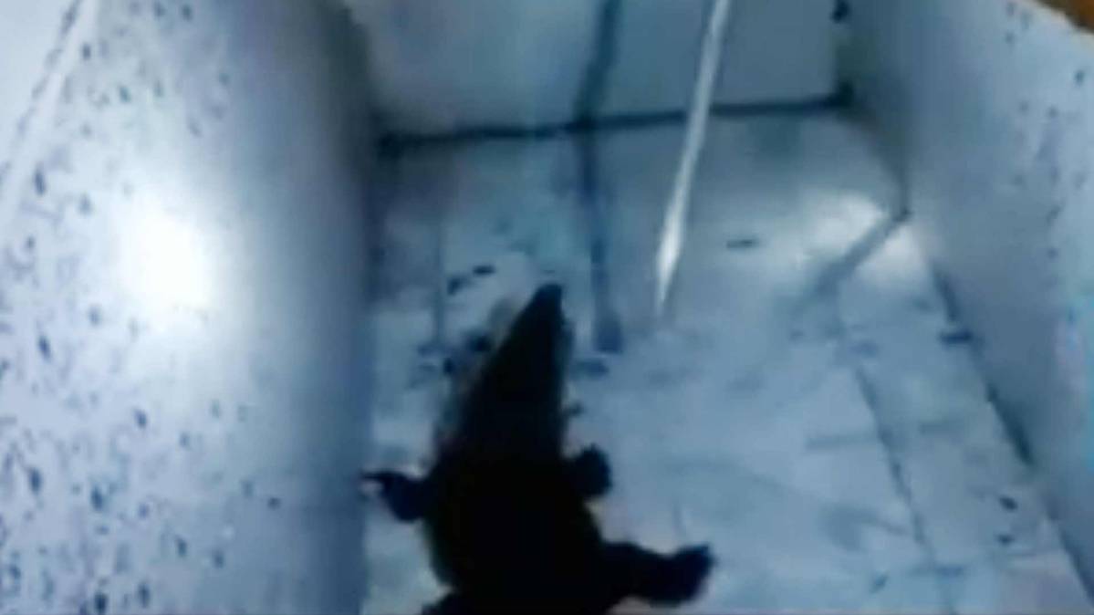 थाने में घुस आया मगरमच्छ (PHOTO TV GRAB)