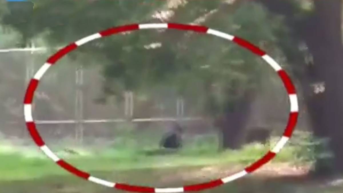 शेर के बाड़े में घुसा शख्स