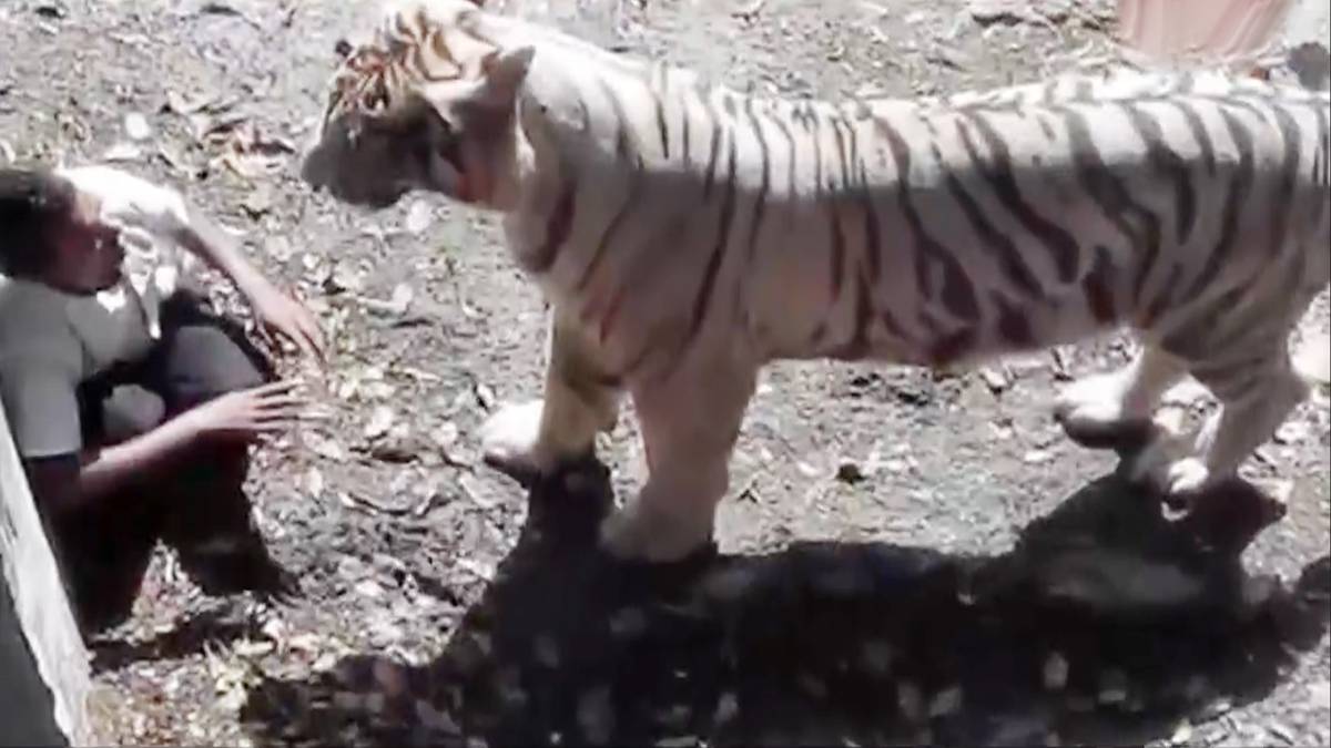 शेर और नौजवान दोनों आमने-सामने