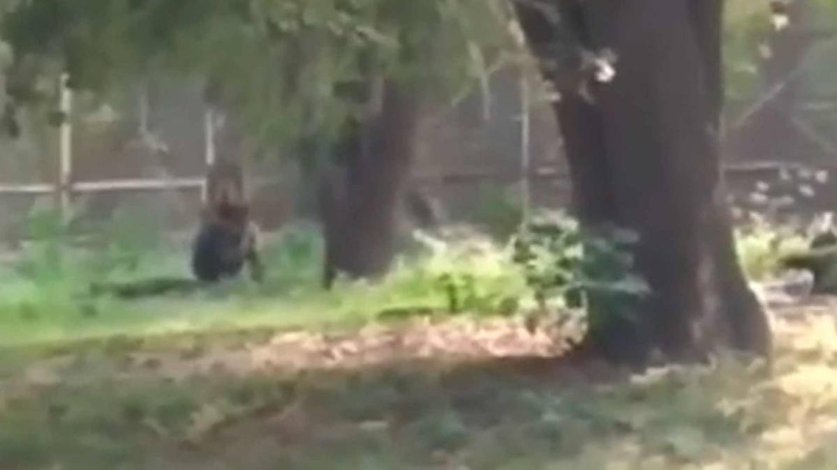 शेर के बाड़े में घुसा युवक, बाल-बाल बची जान (फोटो टीवी ग्रैब)