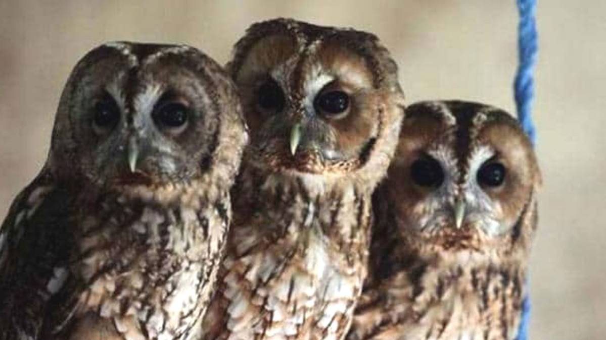 फाइल फोटो