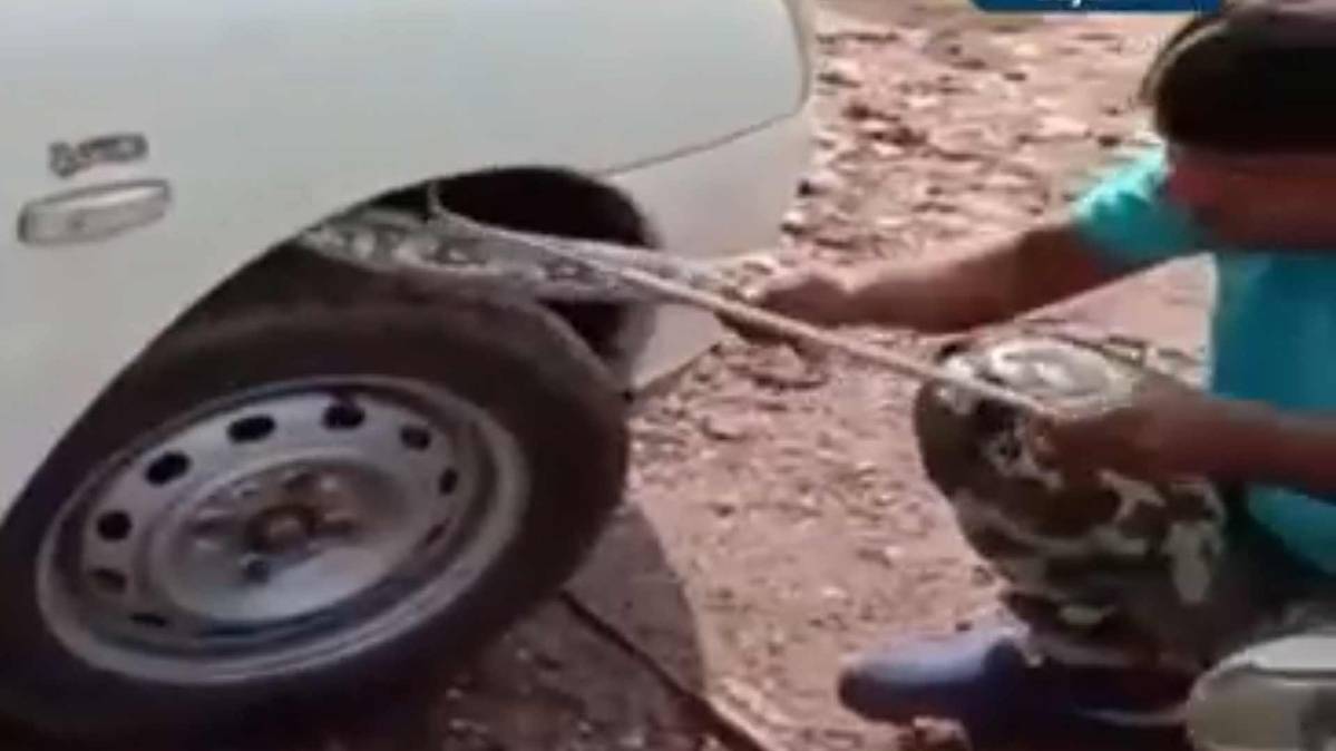 कार के इंजन में फंसा अजगर (फोटो टीवी ग्रैब)