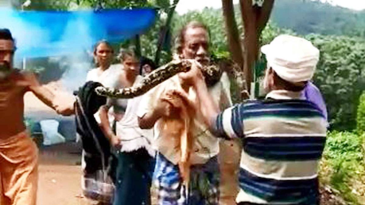 एक शख्स की गर्दन में लिपटा अजगर