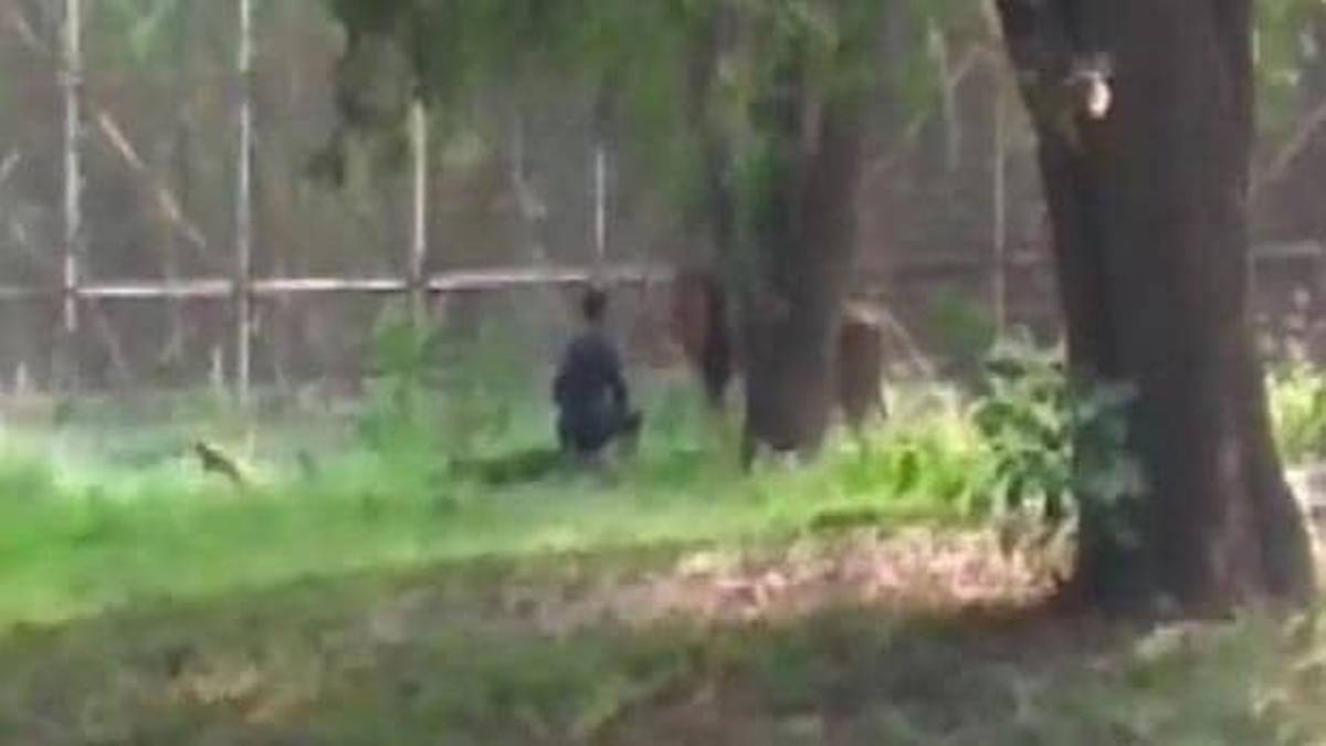 शेर से सुरक्षाकर्मियों ने शख्स को बचाया