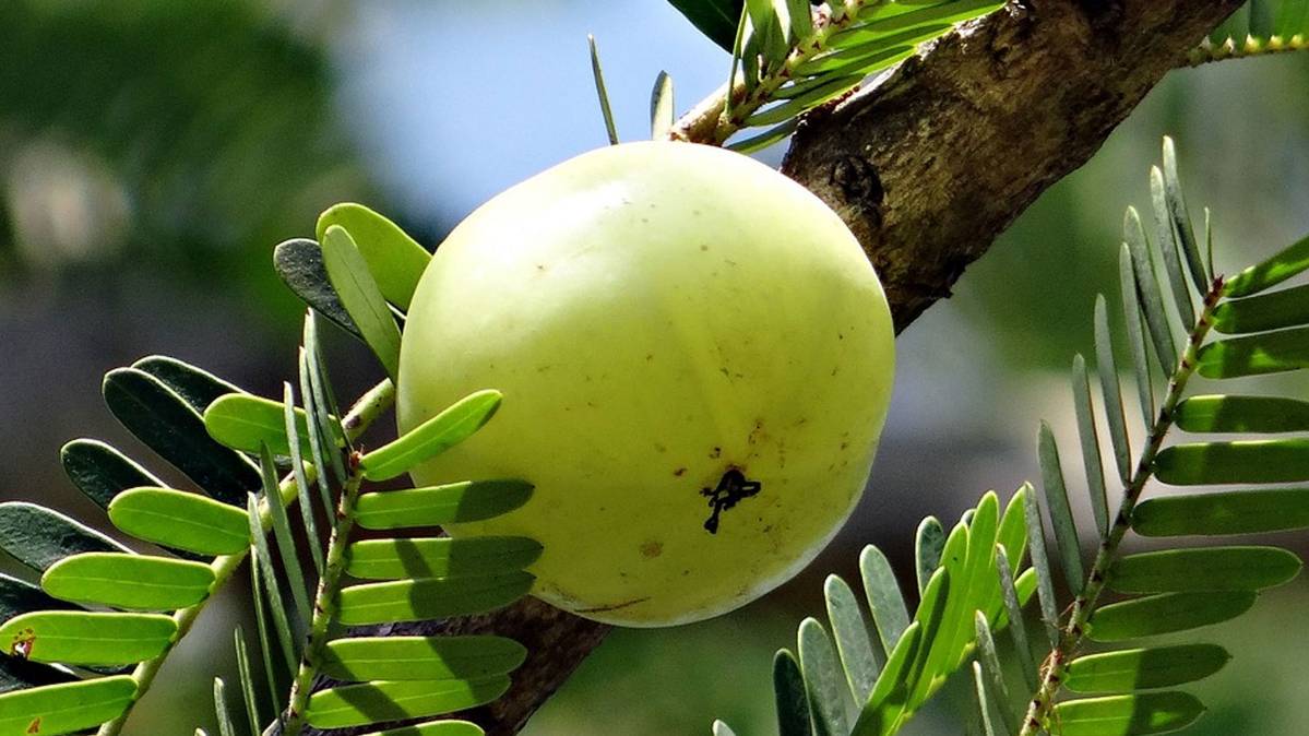 अक्षय नवमी पर आंवला के पूजन की है परंपरा