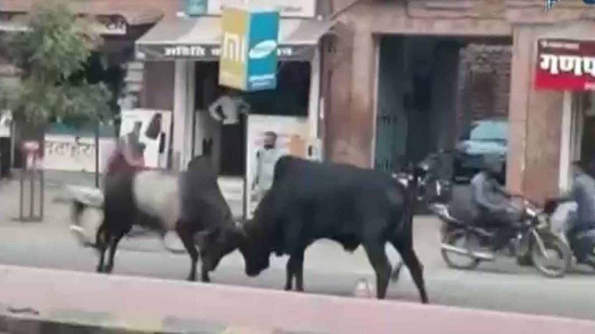 सांडों की भीषण भिड़ंत