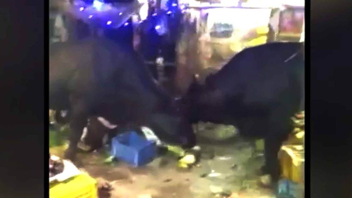 सब्डी मंडी में आपस में भिड़े दो सांड