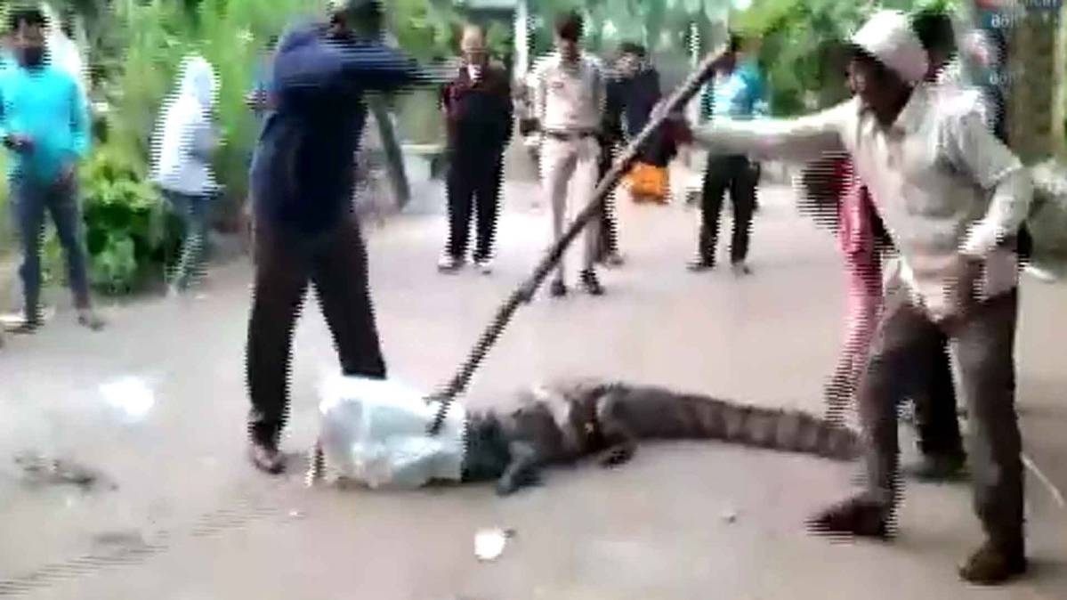 मगरमच्छ निकलने से मचा हड़कंप