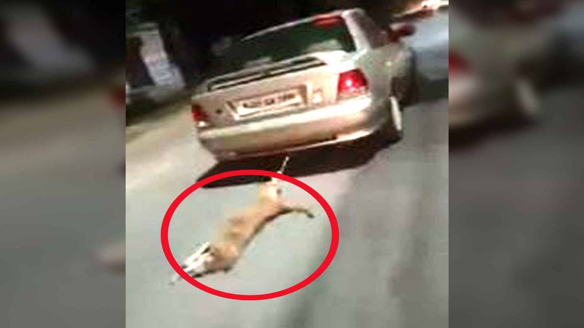 कुत्ते को कार से बांधकर घसीटा