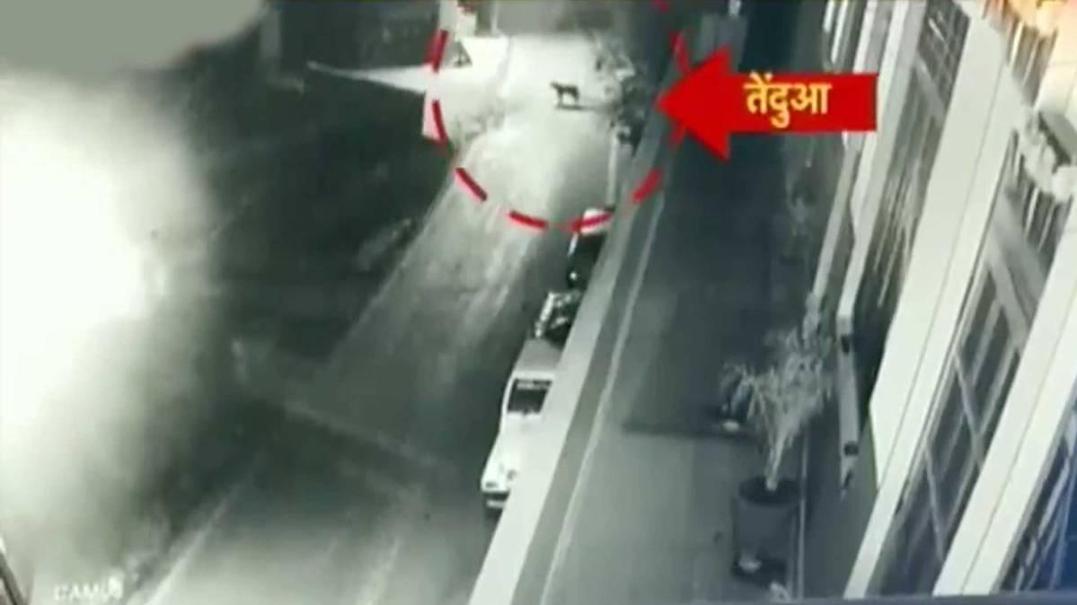 तेंदुआ सीसीटीवी में कैद