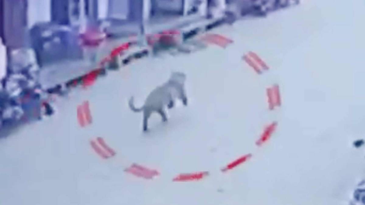 तेंदुए ने बीच बाजार जमकर दहशत मचाई (फोटो टीवी ग्रैब)