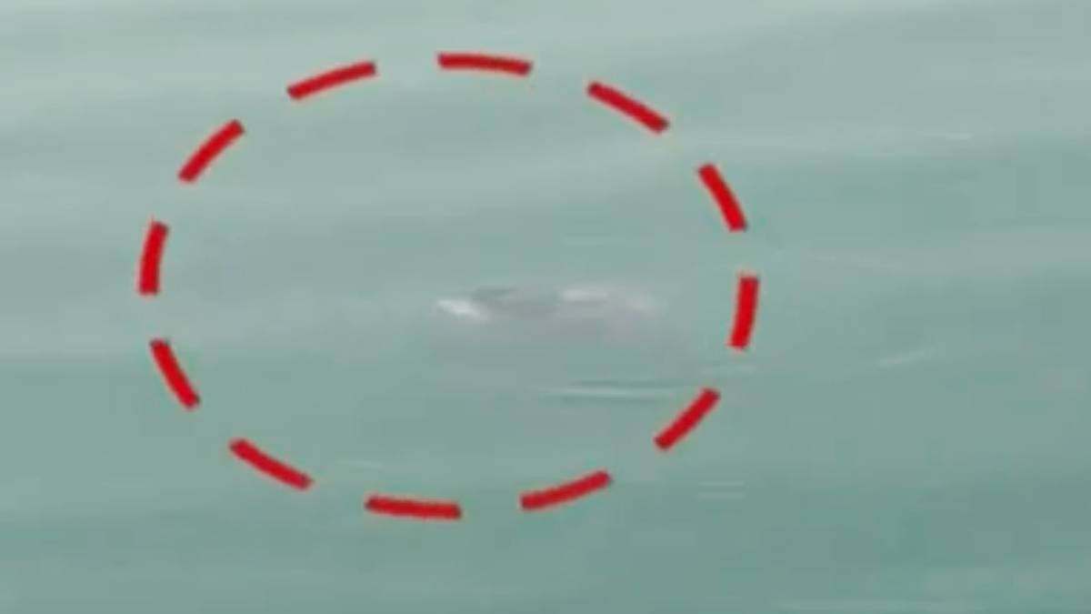 वीडियो ग्रैब