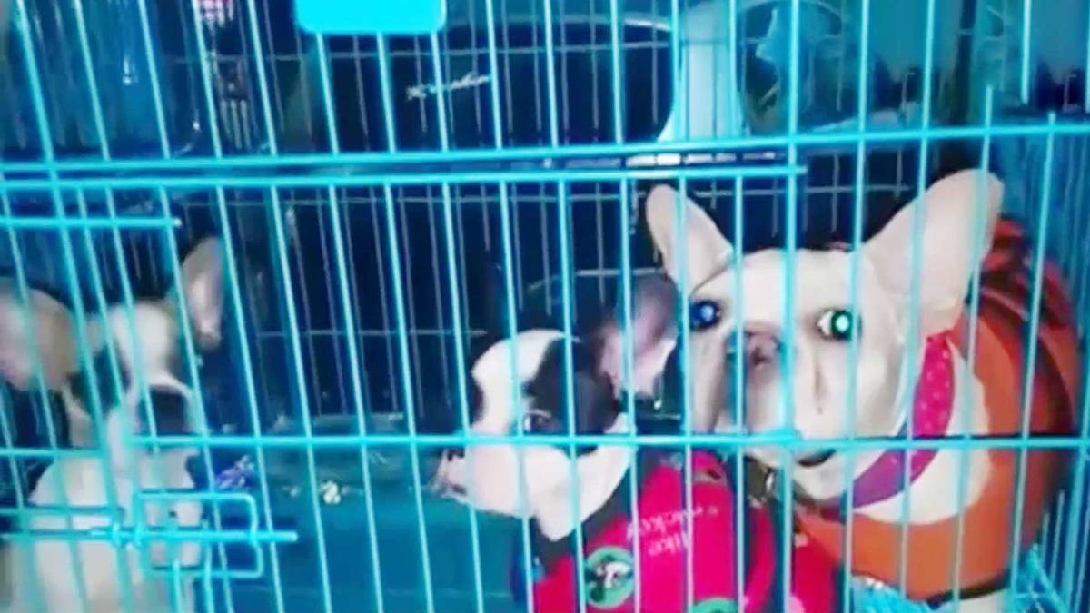 पुलिस ने कई कुत्ते किए बरामद