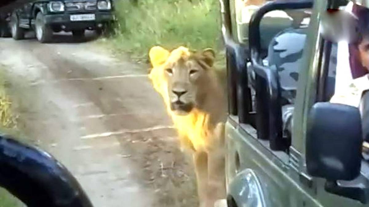 कार के करीब आया शेर
