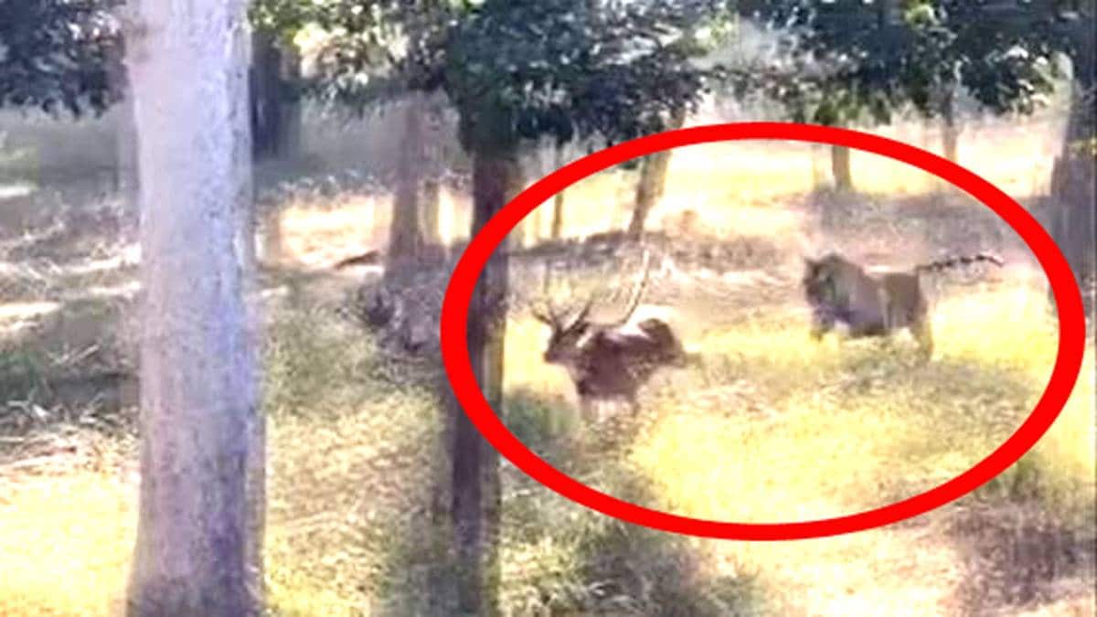 हिरण का शिकार करते दिखे बाघ