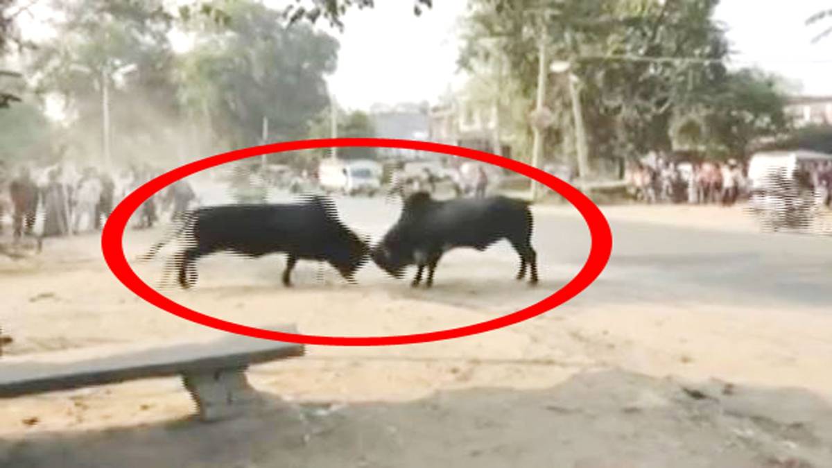 आपस में लड़ते हुए दो सांड